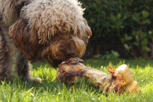 dog eating bone